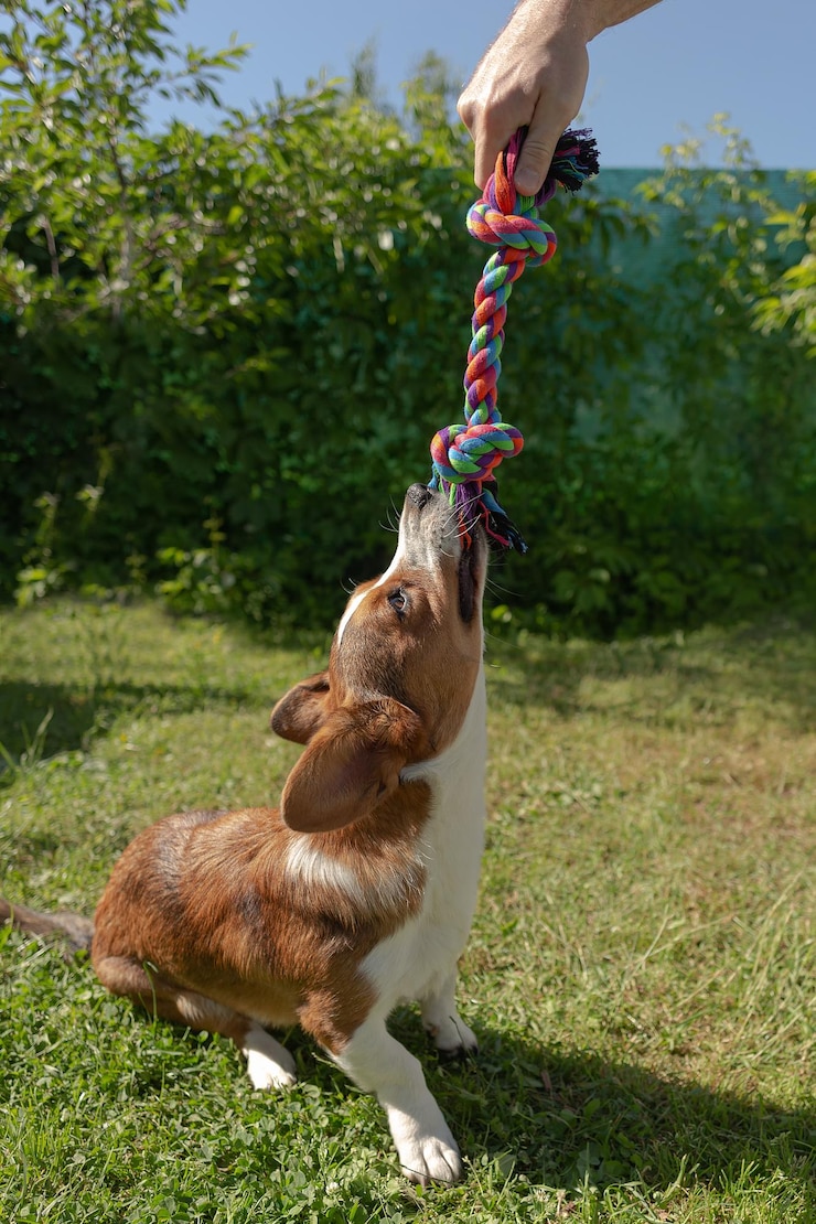 Welsh Corgi Pembroke Rasowy pies bawiący się na łonie natury