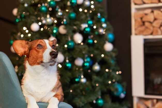 Welsh Corgi Pembroke Rasowy pies Święta i imprezy Święta Bożego Narodzenia