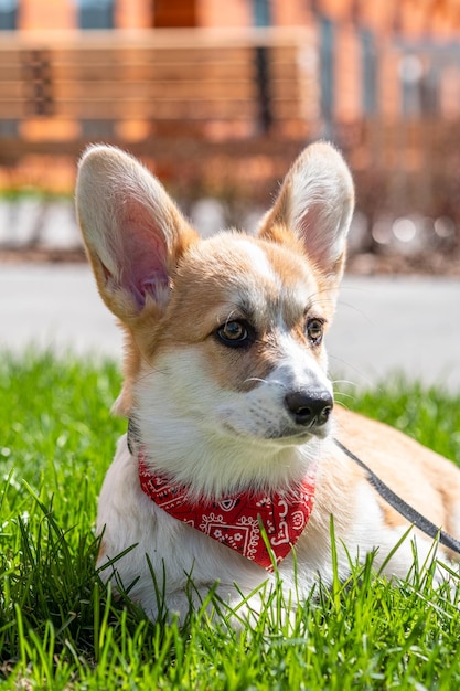 Welsh Corgi Pembroke siedzi na trawie w koncepcji zwierzaka w parku