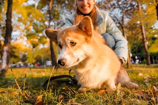 Welsh corgi pembroke szczeniak szczęśliwy uśmiechnięty pies portret welsh corgi pembroke uśmiech i szczęśliwy słodki d...