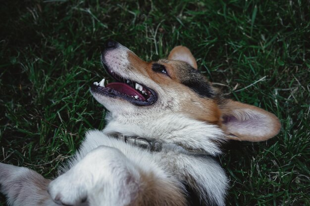 Welsh Corgi Pembroke tricolor w parku, mały rasowy pies leżący na trawie