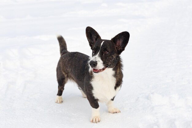 Welsh Corgi Pembroke Zbliżenie Rasowy pies w zimie Zwierzęta domowe Zwierzęta