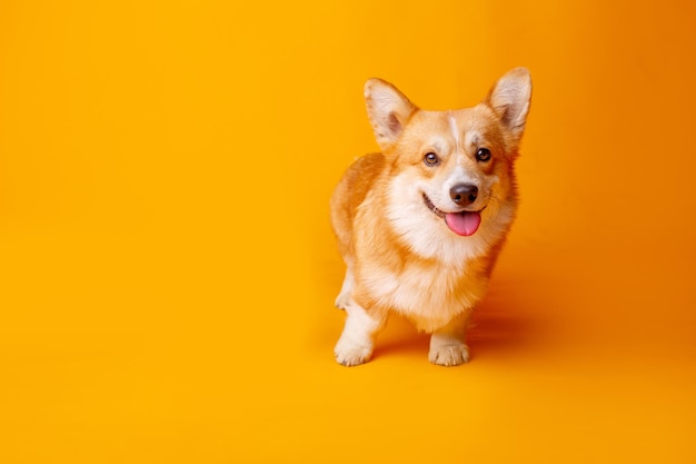 Welsh corgi pies na żółtym tle