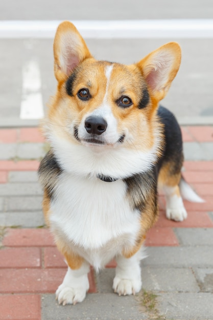 Welsh Corgi Pies Pembroke Uśmiecha Się