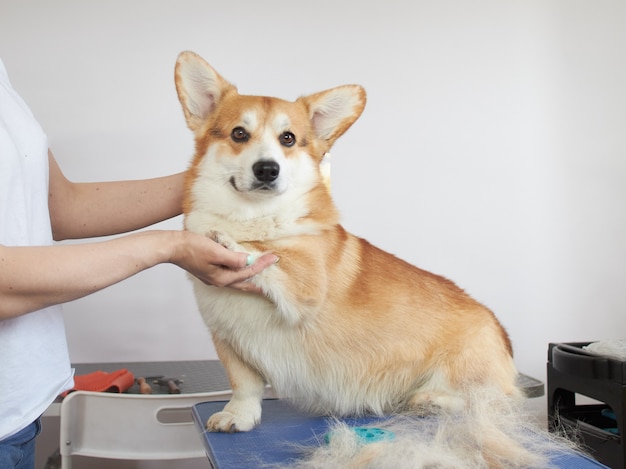 Welsh Corgi Pies Pembroke Z Czesanym Podszerstkiem I Spiczastym Futrem Obok Sierści I Stołu Do Pielęgnacji.