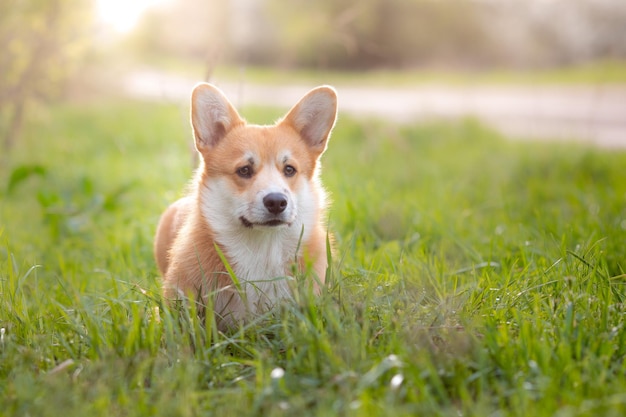 Welsh Corgi Pies Wygląda Na Wiosennym Spacerze Po Trawie