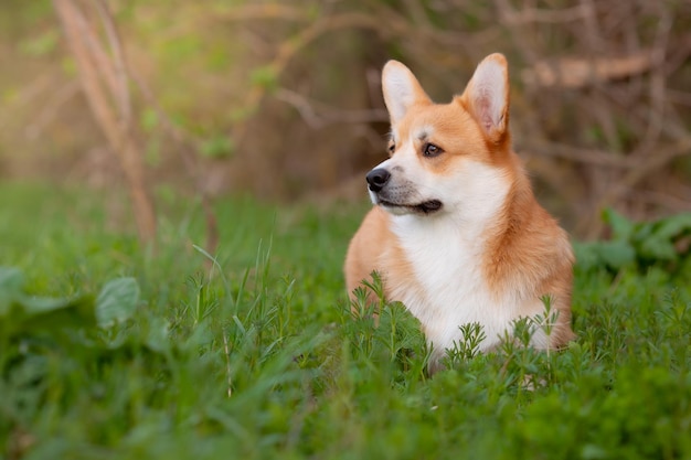 Welsh corgi pies wygląda na wiosennym spacerze po trawie