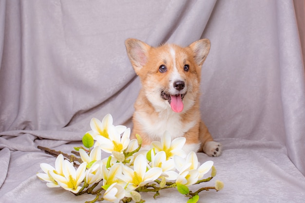 Welsh Corgi Puppy W Pobliżu Bukietów Wiosennych Kwiatów