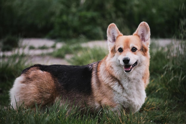 Welsh Corgi stoi w parku na zielonej trawie i uśmiecha się z szeroko otwartymi ustami