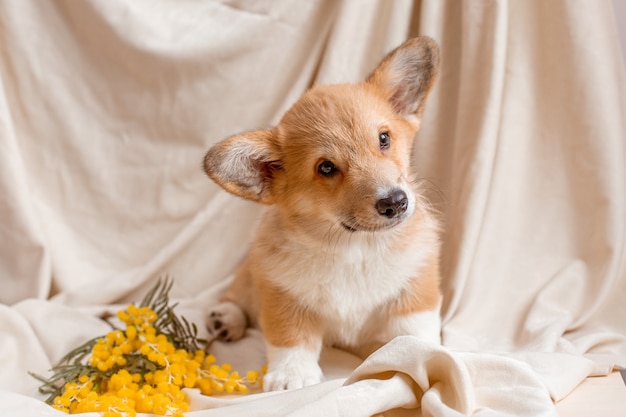 Welsh corgi szczeniak siedzi na beżowym tle z wiosennymi kwiatami