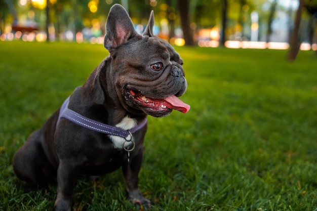 Wesoły buldog francuski z obrożą siedzi w parku