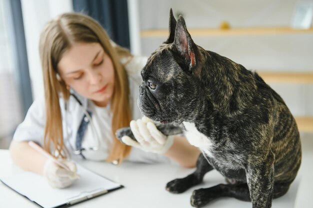 Wesoły młody weterynarz opiekujący się i badający pięknego psa buldog francuski