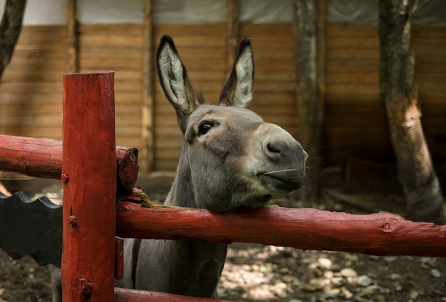 Wesoły Osioł Wygląda Zza Płotu W Zoo