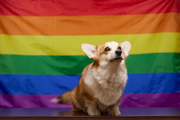 Zdjęcie wesoły pies corgi słodko szczeka przed tęczową flagą lgbt