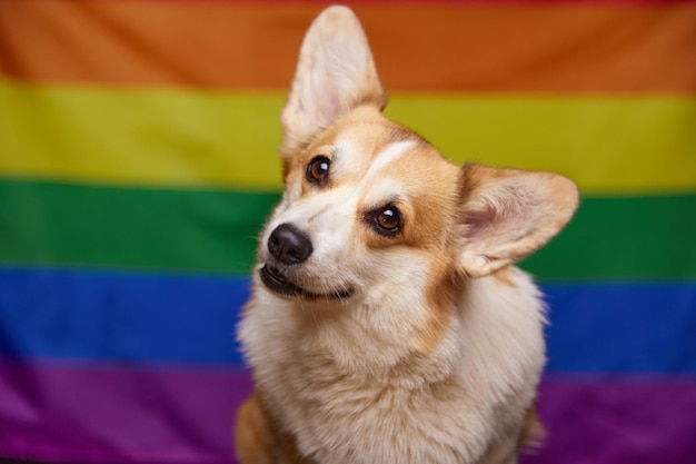 Zdjęcie wesoły pies corgi uśmiecha się słodko i przechyla głowę przed tęczową flagą lgbt