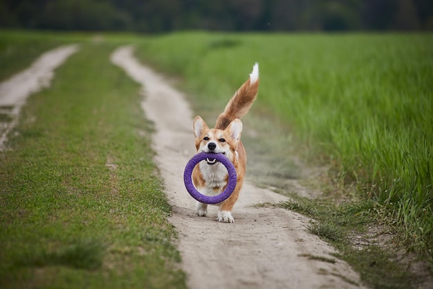 Wesoły pies rasy Welsh Corgi Pembroke bawiący się z pullerem na wiosennym polu