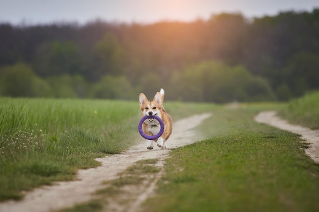 Wesoły pies rasy Welsh Corgi Pembroke bawiący się z pullerem na wiosennym polu