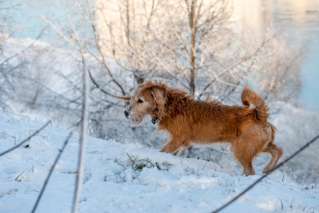 Wesoły pies spaceruje zimą po śniegu Spacery ze zwierzętami w mroźny, śnieżny dzień Baw się z psem na zewnątrz
