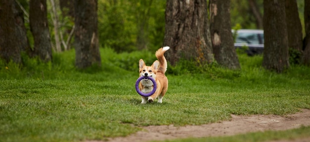 Zdjęcie wesoły welsh corgi pembroke pies bawiący się z pullerem w wiosennym parku