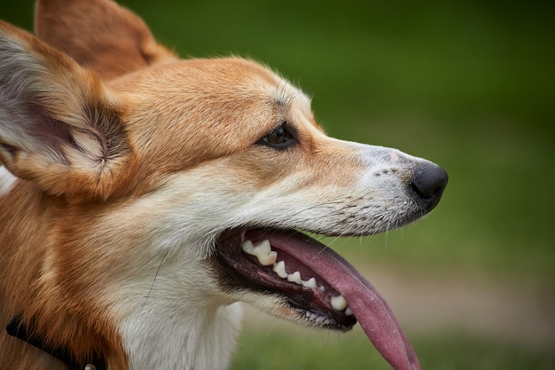 Wesoły Welsh Corgi Pembroke pies bawiący się z pullerem w wiosennym parku