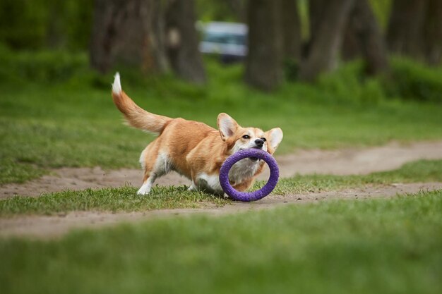 Wesoły Welsh Corgi Pembroke pies bawiący się z pullerem w wiosennym parku