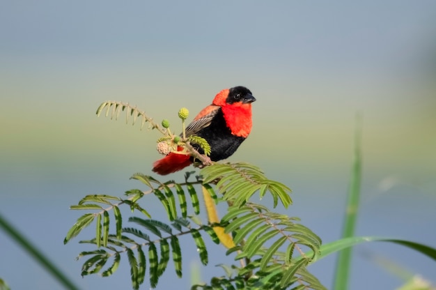 West African Fire Velvet Weaver Murchison Falls National Park Uganda Afryka