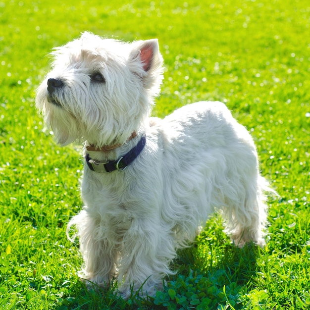 west highland terrier