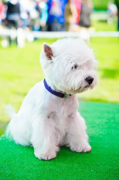 west highland terrier