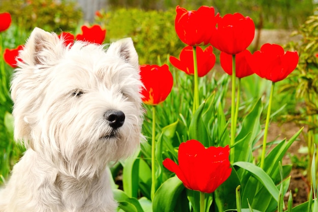 west highland terrier