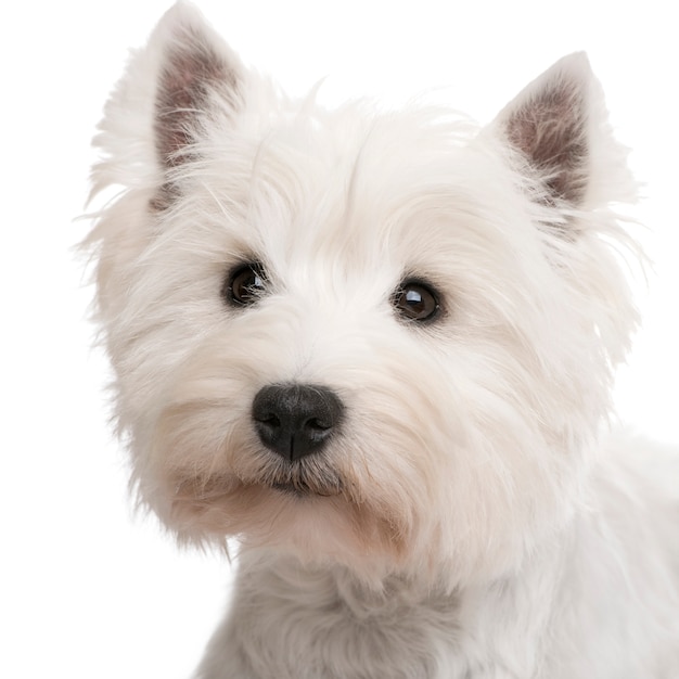 West Highland White Terrier pies portret na białym tle