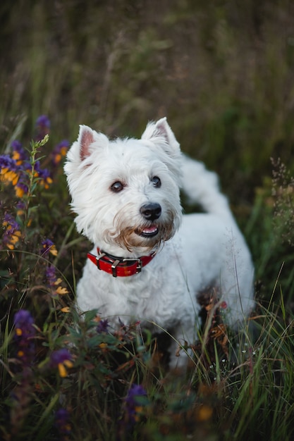 West highland white terrier pies w polu z kwiatami