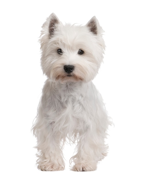 West Highland White Terrier z 3 lat.