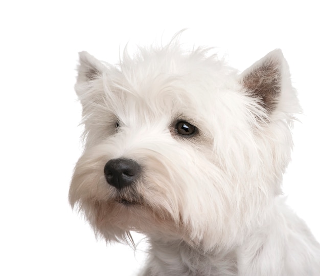 West Highland White Terrier z 3 lat.