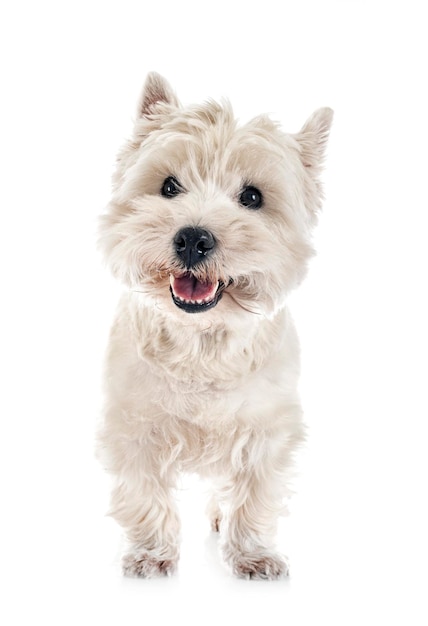 west highland white terrier