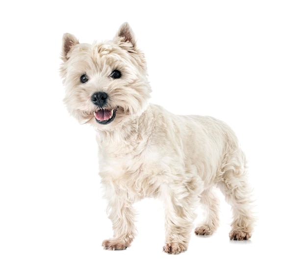 west highland white terrier