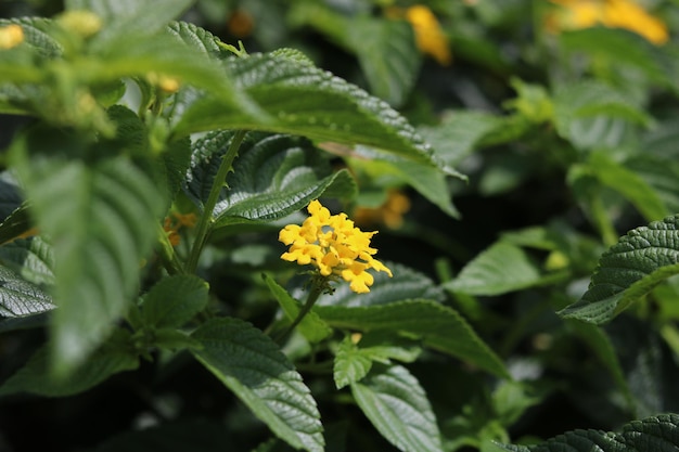 West Indian Lantana, kolorowa lantana camara w kolorze żółtym. Kwiatowa tapeta w naturalnym tle