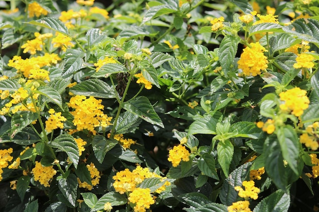 West Indian Lantana, kolorowa lantana camara w kolorze żółtym. Kwiatowa tapeta w naturalnym tle