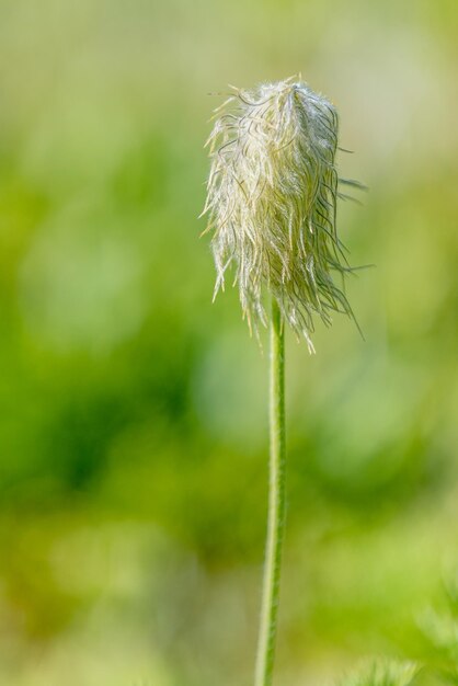 Western Pasqueflower po kwitnieniu w Sunshine Meadows w Parku Narodowym Banff Alberta