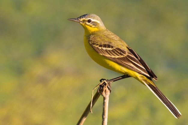 Western Yellow Pliszka Wieczorem ptak siedzi na łodydze trzciny w pobliżu rzeki