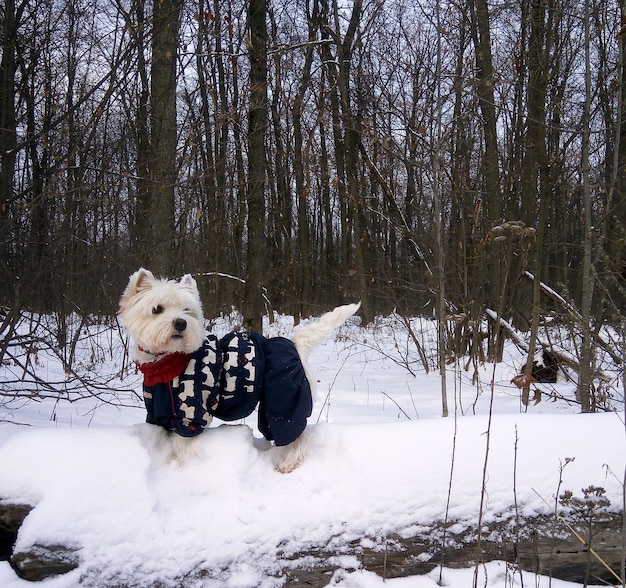 Westie biały west terrier w eleganckich kombinezonach w śnieżnym lesie, noworoczne świąteczne tło