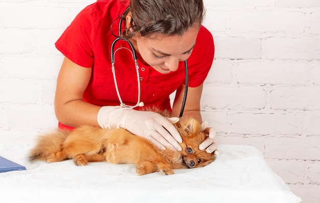 Weterynarz bada chorego psa stetoskopem w klinice