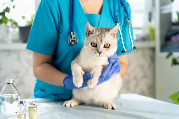 Weterynarz bada kota, którego kociak jest podczas inspekcji weterynaryjnej zwierząt domowych i