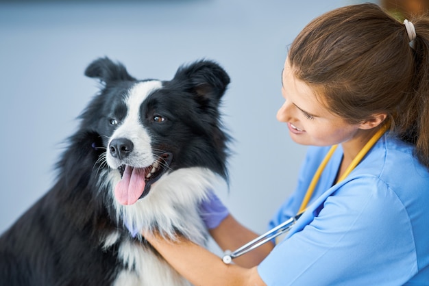 weterynarz badający psa w klinice