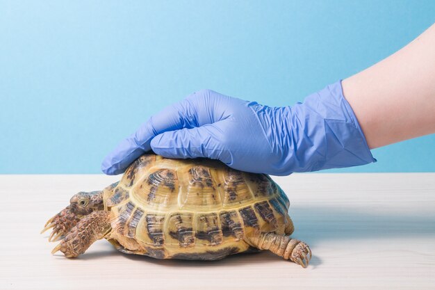 Weterynarz Herpetolog Położył Dłoń W Rękawiczce Na Skorupie żółwia Lądowego, Aby Ją Uspokoić I Zatrzymać