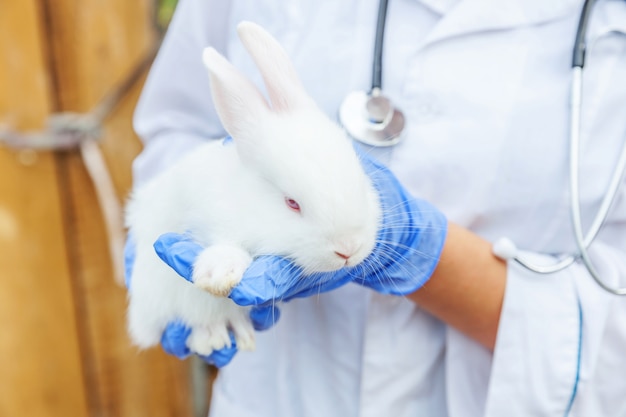 Weterynarz kobieta trzyma królika z stetoskopem