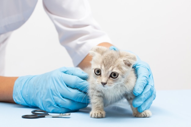 Weterynarz Kotek Bada. Pasiasty Szary Kot W Ręce Lekarza Na Kolor Niebieski Tło. Kitten Pet Check Up, Szczepienie W Klinice Zwierząt Weterynarii. Opieka Zdrowotna Zwierząt Domowych. Skopiuj Miejsce