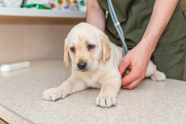 Weterynarz słucha serca za pomocą stetoskopu szczeniaka labradora podczas badania medycznego w klinice weterynaryjnej