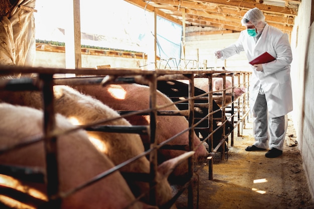 Weterynarz świni sprawdzający postęp choroby świń na fermie świń.