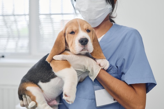 Weterynarz trzyma szczeniaka rasy beagle