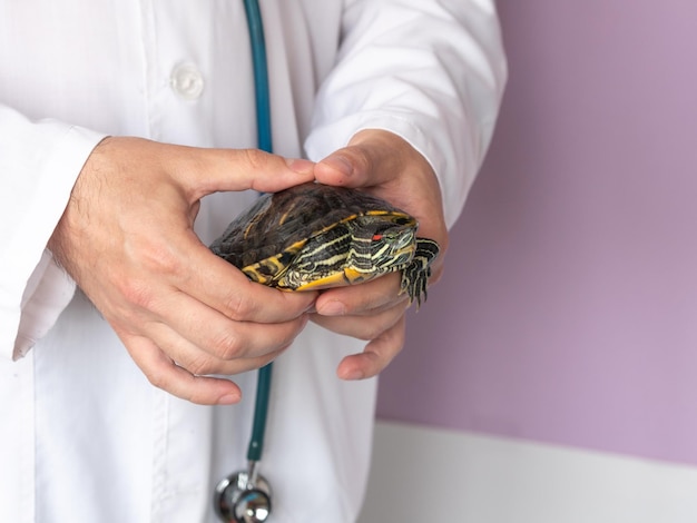 Weterynarz trzyma żółwia czerwonookiego za muszlę